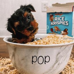 Yorkshire Terriers from Yorkie Baby Love