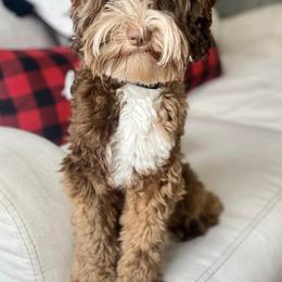 Australian Labradoodles from Saving Grace Labradoodles