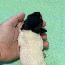 Boy 1 - White black and tan male Toy Fox Terrier puppy in Briggs, Texas from TAC Team Kennels