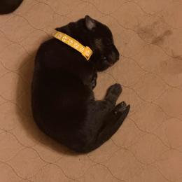 Yellow collar girl - Bi-color female German Shepherd puppy in Centralia, Illinois from Janices AKC German Sheperds LLC