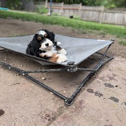 Bernedoodle Puppies from Bern'N Love Doodles