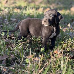 Luna Lovegood - Black female Great Dane puppy in Montgomery, Texas from KD Sweet Southern Danes