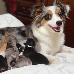 Maybelle  - Toy Australian Shepherd