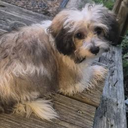 Titan - male Shichon puppy in Pacolet, South Carolina from Kelli's Kennels