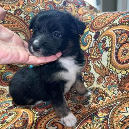Wren - Black tri-color female Australian Shepherd puppy in Piedmont, Oklahoma from HeartDriven Aussies