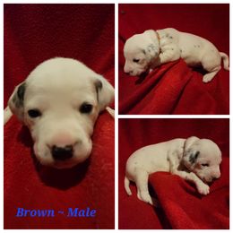Dalmatian Puppies from Delaney's Dalmatians