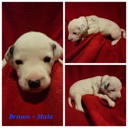 Dalmatian Puppies from Delaney's Dalmatians