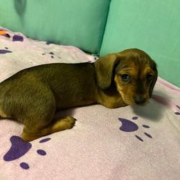 Green boy - Wheaten male Dachshund puppy in Live Oak, Florida from The Weenie Herd Mom