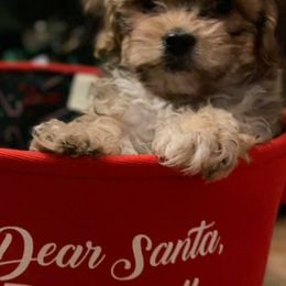Shih Tzus from Serenity Haven Ranch