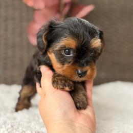 Georgie - Black and tan male Yorkipoo puppy in Hardin, Texas from Oodlesoflildoodles