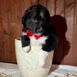 Red collar - Black tri male Miniature Australian Shepherd puppy in 32046, Florida from River Hill Ranch