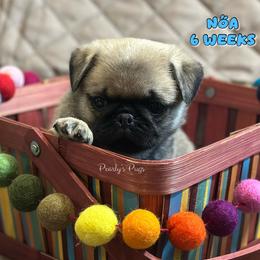 Noa - Fawn male Pug puppy in Summerville, Georgia from Pearly’s Pugs & Pollywog Poodles