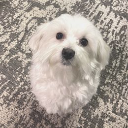Sheldon - Maltese