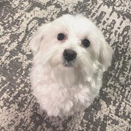 Sheldon - Maltese