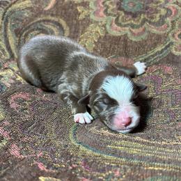 Girl 4 - Red tri female Miniature Australian Shepherd puppy in Hokes Bluff, Alabama from Alegria Toy Aussies