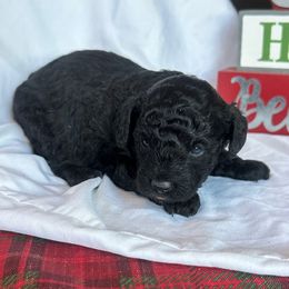 Pippin - Silver male Poodle puppy in Mountain Grove, Missouri from Davisfurbabies