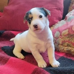 Cookie - Tri-color female Jack Russell Terrier puppy in London, Kentucky from Whitehouse Jack Russells