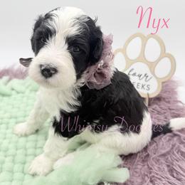 Nyx - Black and white female Bernedoodle puppy in Omaha, Nebraska from Whimsy Doodles