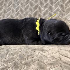 Yellow collar - Black female Labrador Retriever puppy in Gilbert, South Carolina from Crout Kennels