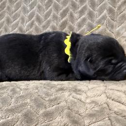 Yellow collar - Black female Labrador Retriever puppy in Gilbert, South Carolina from Crout Kennels