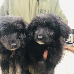 Aussiedoodle, Bordoodle, and Goldendoodle Puppies from Korbella Farm