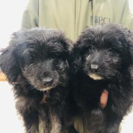 Aussiedoodle, Bordoodle, and Goldendoodle Puppies from Korbella Farm