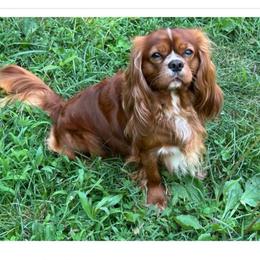Rowan - Ruby male Cavalier King Charles Spaniel puppy in Fairmount, Indiana from Dream Maker Cavaliers