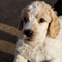 Poodles from Magic Standards