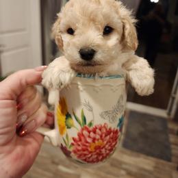 Poodle Puppies from Wendy's Poodles
