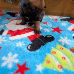 Girl 1 - Mahogany female Belgian Malinois puppy in Paynes Corner, Virginia from Von-Zito Belgian Malinois