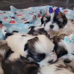 Shih Tzu Puppies from Shih Tzu Playhouse