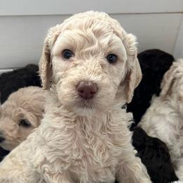 Light Pink Puppy - Cream Labradoodle puppy in Kingman, Arizona from The Dood Ranch