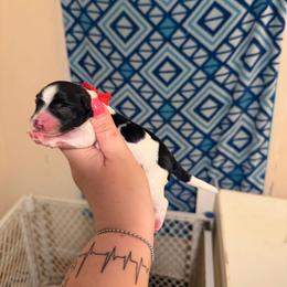Red - Parti male Miniature Schnauzer puppy in Virginia from Schnauzers Castle