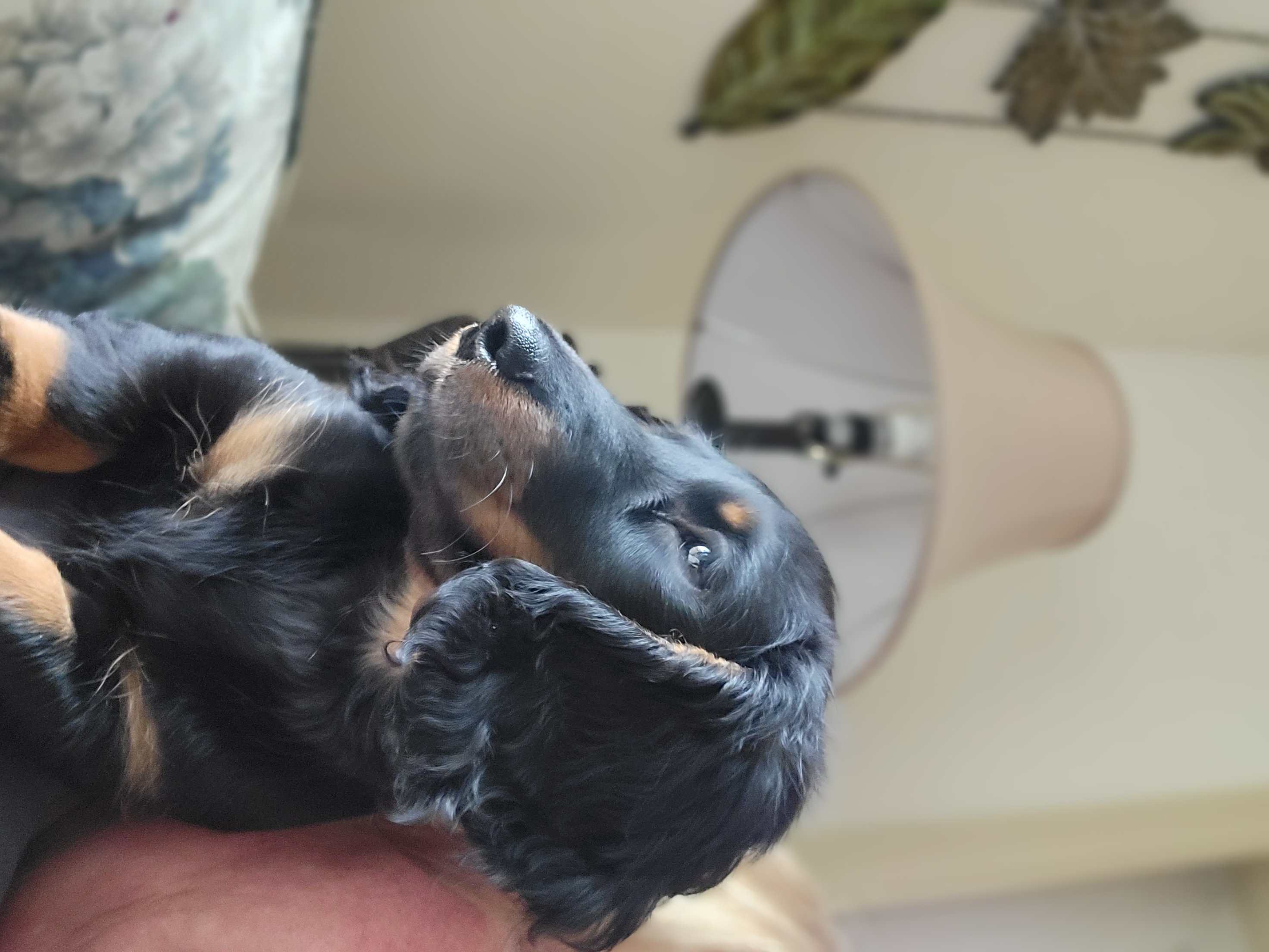 Caroline - Dachshund