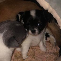 Stevie Nicks(now : Princess Lily Belle) - Black and white female Chihuahua puppy in Amelia, Virginia from Pannell’s Precious Pups