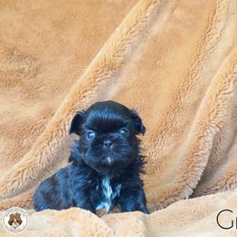Blessed's Gnocci AKC - Black male Shih Tzu puppy in Apollo Beach, Florida from Blessed’s Shih Tzu