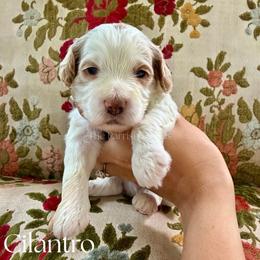Cilantro - Parti male Goldendoodle puppy in Aubrey, Texas from The Parrish Doods