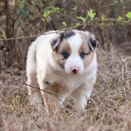 Chopin (ABCA registered) - White and blue merle male Border Collie puppy in Bronson, Florida from Sandhill Ranch Border Collies