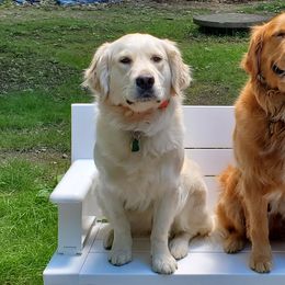 Golden Retrievers from Beech Ridge Goldens