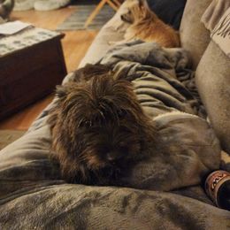 Bailey - Cairn Terrier