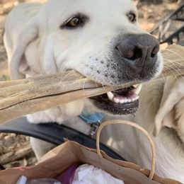 Labrador Retriever All Grown Up from Chateau St. John