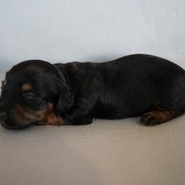 Leonardo - Black and tan male Dachshund puppy in Quemado, New Mexico from TNT Dachshunds