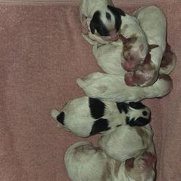 Cavapoochon puppies from CaviCajun Kennels