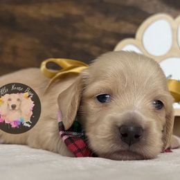 Emmett - Cream male Dachshund puppy in Dothan, Alabama from Little House Pups