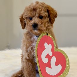Peter Pan - Apricot male Poodle puppy in Salem, Oregon from Lavish Poodles