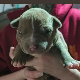 Girl 6 - Fawn female American Bully puppy in Phoenix, Arizona from Superstes Guard