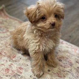 Chase - Cream male Aussiedoodle puppy in Timpson, Texas from Double S Kennel