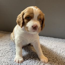 Girl 4 - Orange and white Brittany puppy in Port Orchard, Washington from Tullyvar Farm