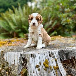 Gus Gus (Red Collar) - Red male Bernedoodle puppy in Stanwood, Washington from Butter Cup Pups and Paws