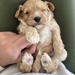 Cavalier King Charles Spaniel and Cavapoo Puppies from CK Cavaliers